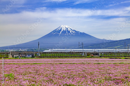 富士山とレンゲ畑そして新幹線、静岡県富士市中里にて