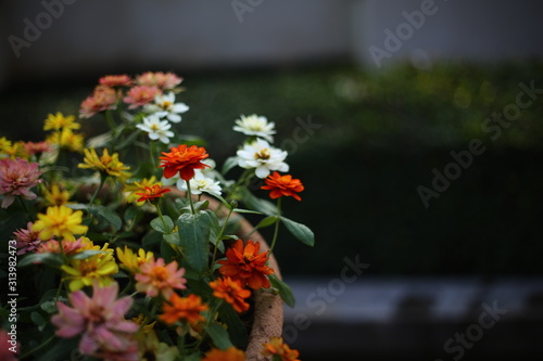flowers in the garden