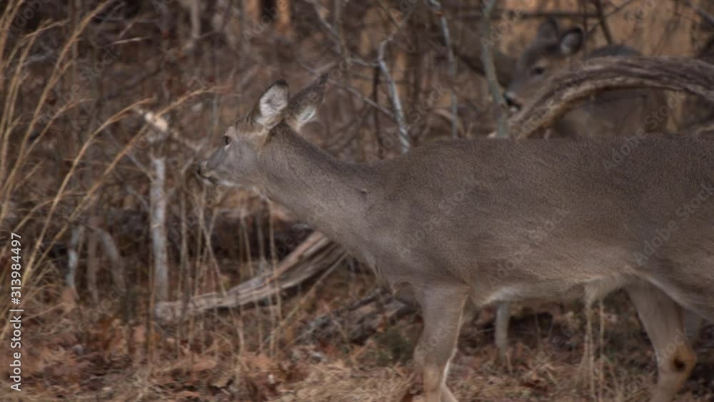 White-Tailed Deer Walking Through Dense Winter Shrubbery in Group, Slow Motion White-Tailed Deer Walking Through Dense Winter Shrubbery in Group, Slow Motion