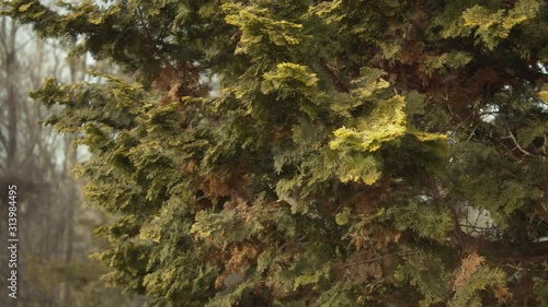 Japanese Golden Hinoki Falsecypress Tree Close Up of Leaves in Winter Forest, Chamaecyparis obtusa crippsi photo