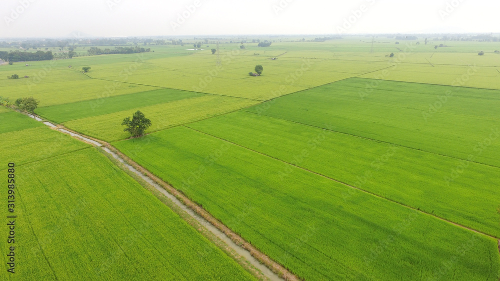 The beautiful landscape of rice fields in Thailand. 