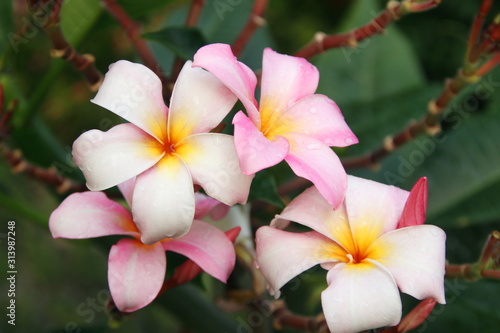 Light pink  Plumeria  s flower are on branch and green leaves background  droplets are on petals of flower.