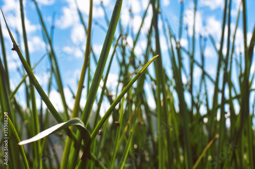 Closeup of Grass, Blue Sky