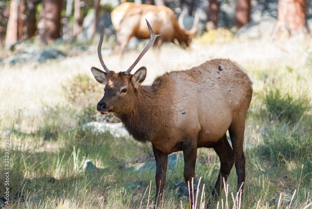 Elk (Male), Rocky Mountain National Park, Estes Park, Colorado Elk (Male), Rocky Mountain National Park, Estes Park, Colorado