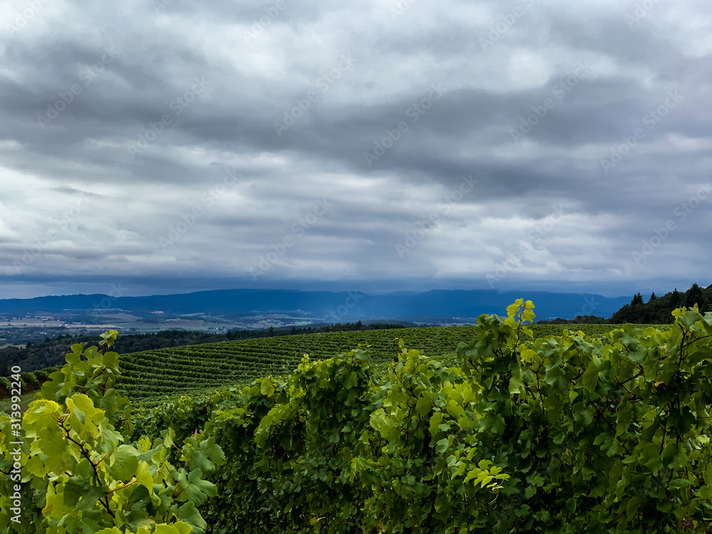 A view over lines of vines in an Oregon vineyard, cloudy sky and distant hills. 