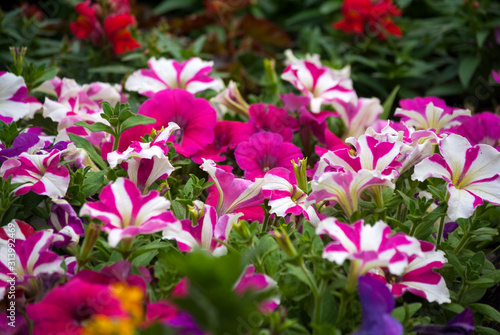 Variety of Petunias flowers outdoors  garden in Guatemala  attractive garden colors.