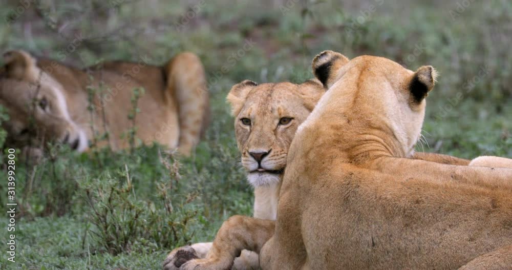 Serengeti_Close Up Lions cleaning each other. Serengeti_Close Up Lions cleaning each other.