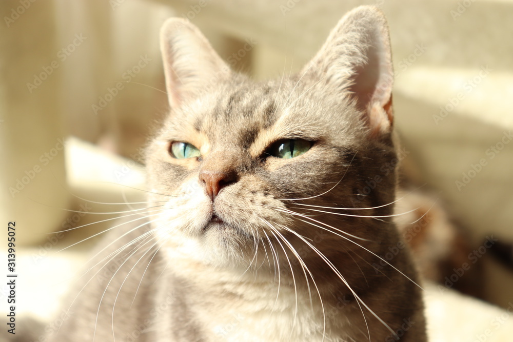グリーンアイがきらきら美しい猫アメリカンショートヘアー