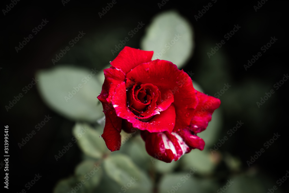 Fototapeta premium Red rose dew water droplets on petals top view