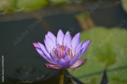 lotus in pond