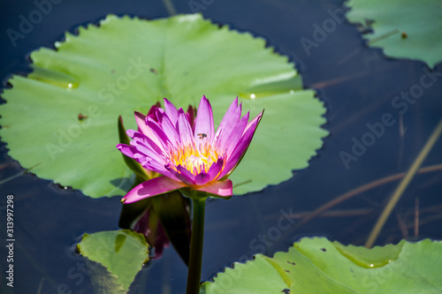 pink lotus flower in water 