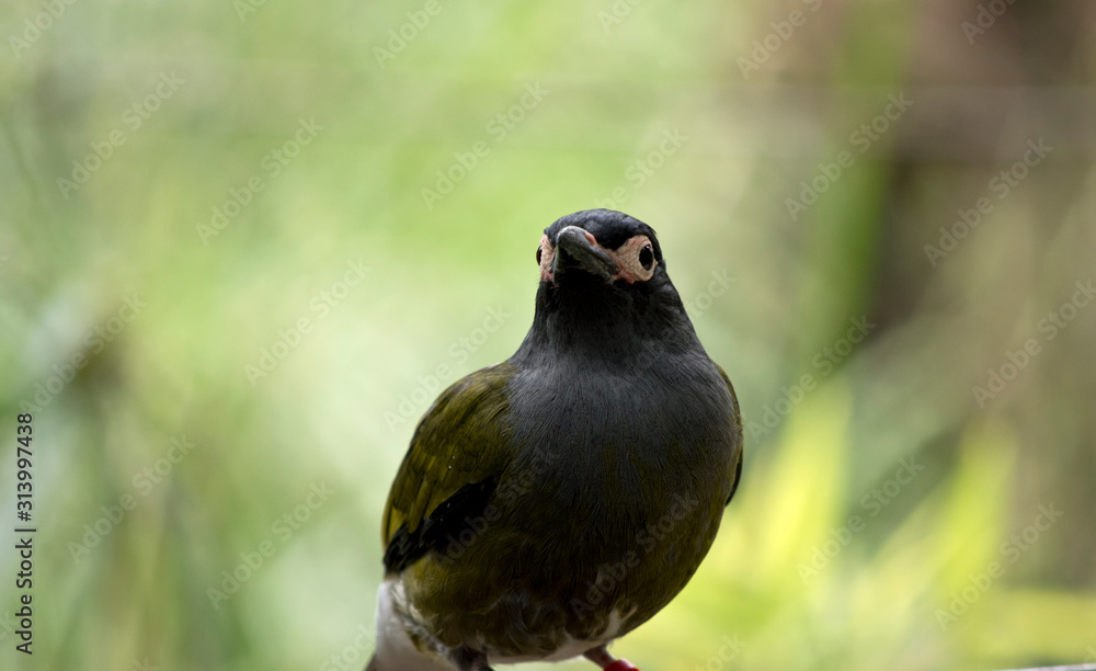 Fototapeta premium this is a close up of a figbird