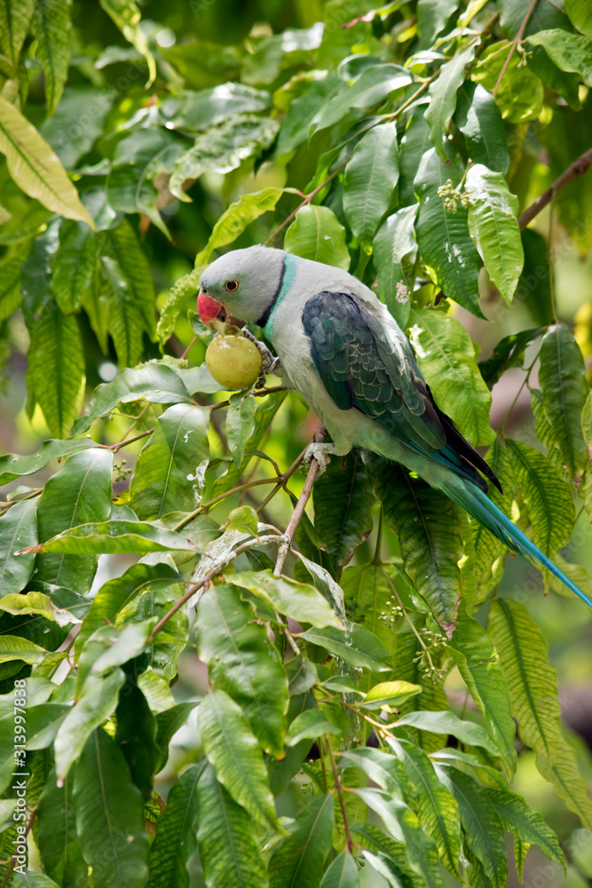 Obraz premium the malabar pigeon is eating a grape