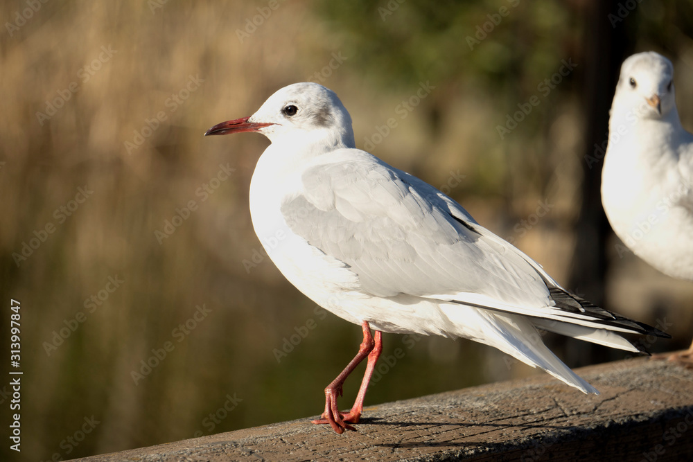 Obraz premium 池のフェンスに立つ横向きのカモメ