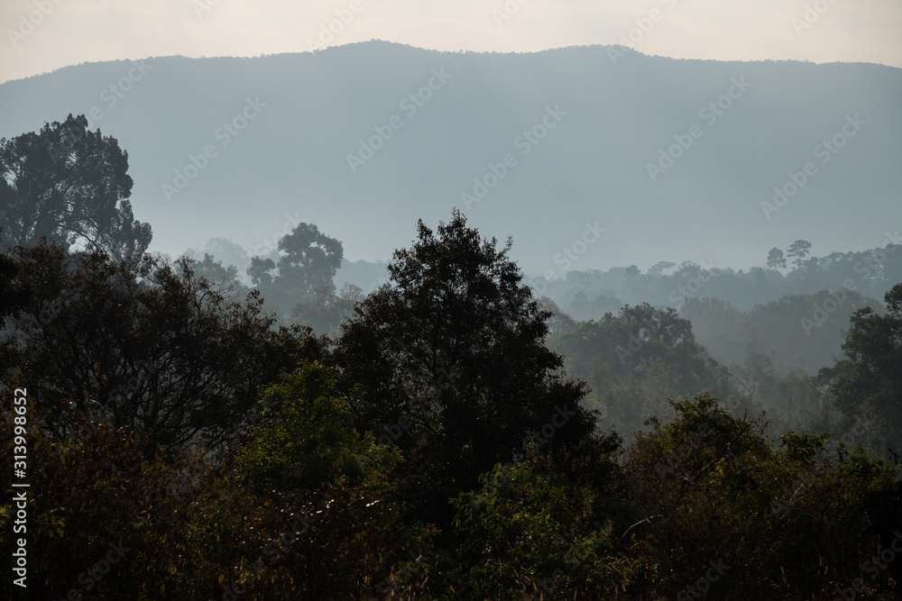 Misty forest landscape. Deep wild forest in magic morning light with volumetric light rays in Khao Yai National Park, Thailand Misty forest landscape. Deep wild forest in magic morning light with volumetric light rays in Khao Yai National Park, Thailand