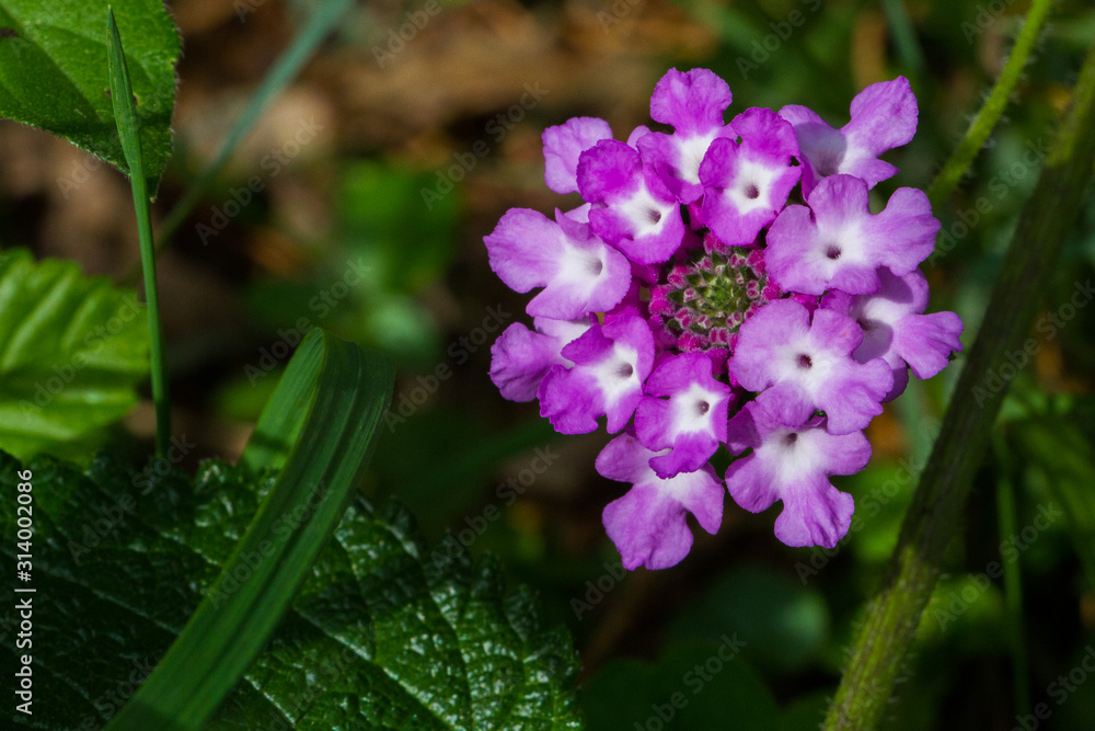 Flor violeta con blanco Flor violeta con blanco