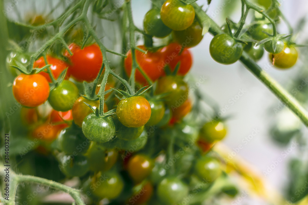 A bunch of organic ripe and unripe cherry tomato in a greenhouse. Homegrown, gardening and agriculture consept. Natural, environmenta