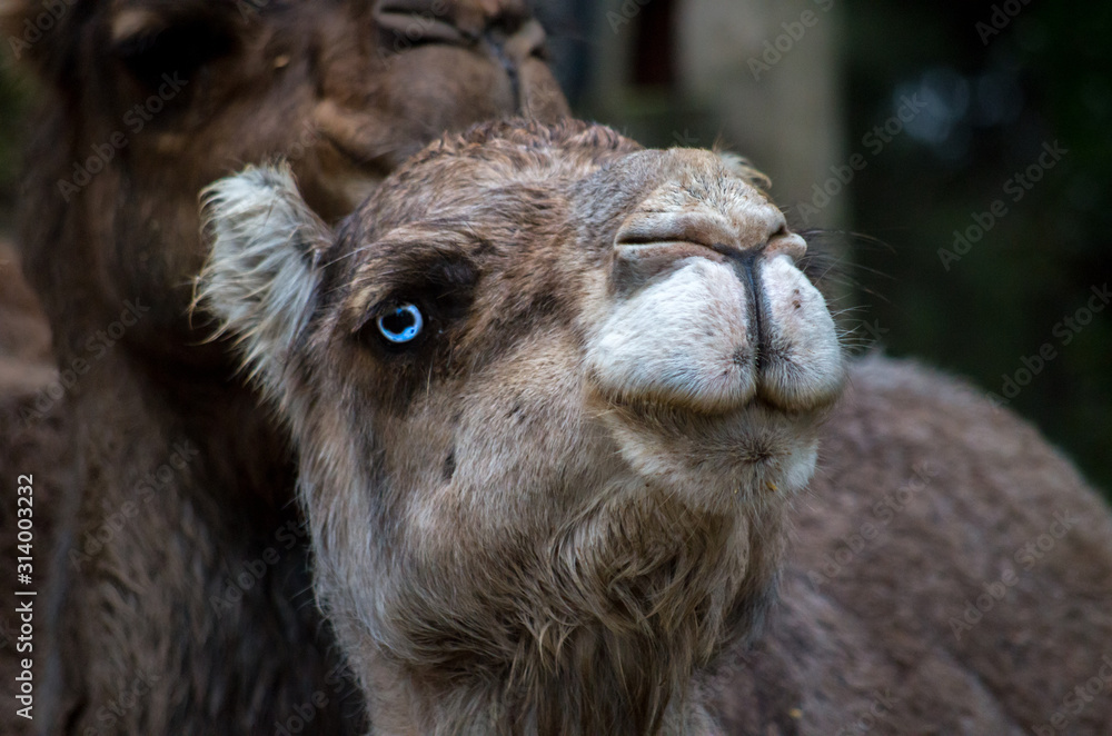 Arabian camel (Camelus dromedarius) with blue eyes.