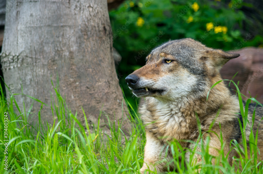 Fototapeta premium The wolf (Canis lupus), also known as the gray/grey wolf, is a canine native to the wilderness and remote areas of Eurasia and North America.