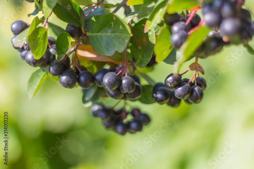 Rowan, Aronia Aronia, Chokeberry (Latin Aronia melanocarpa) on a branch. Autumn background.