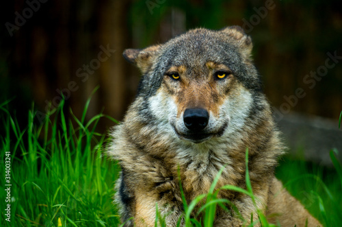 The wolf  Canis lupus   also known as the gray grey wolf  is a canine native to the wilderness and remote areas of Eurasia and North America.