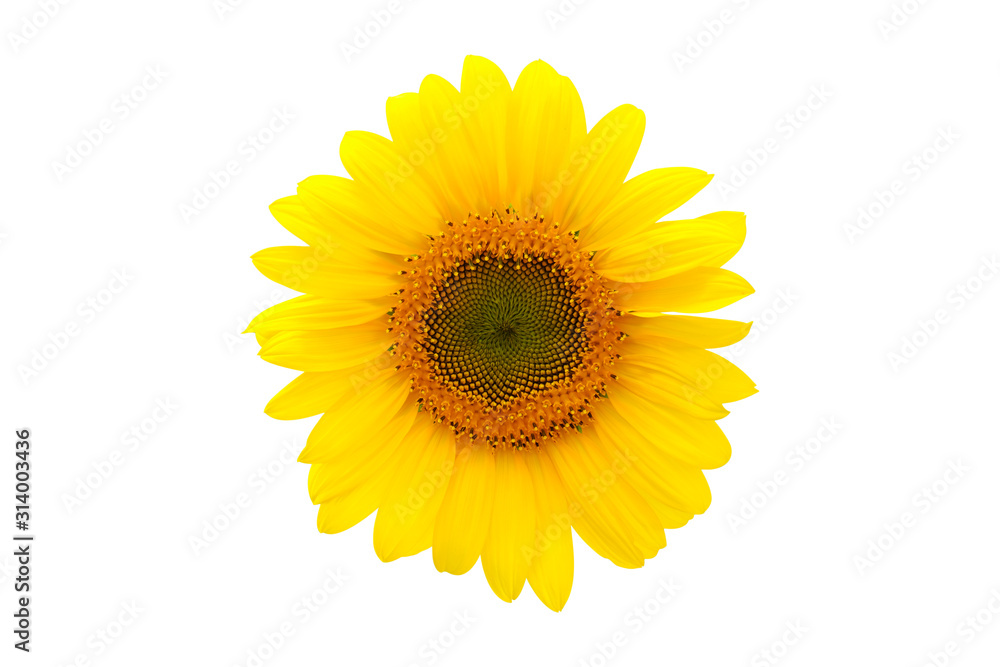 Obraz premium Close up of sunflower.flower blooming.Organic Farming nature concept.Sunflowers in isolated white background .Clipping path