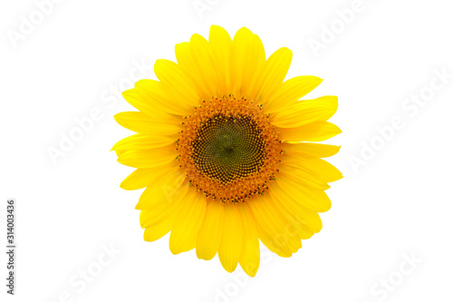 Close up of sunflower.flower blooming.Organic Farming nature concept.Sunflowers  in isolated white background .Clipping path