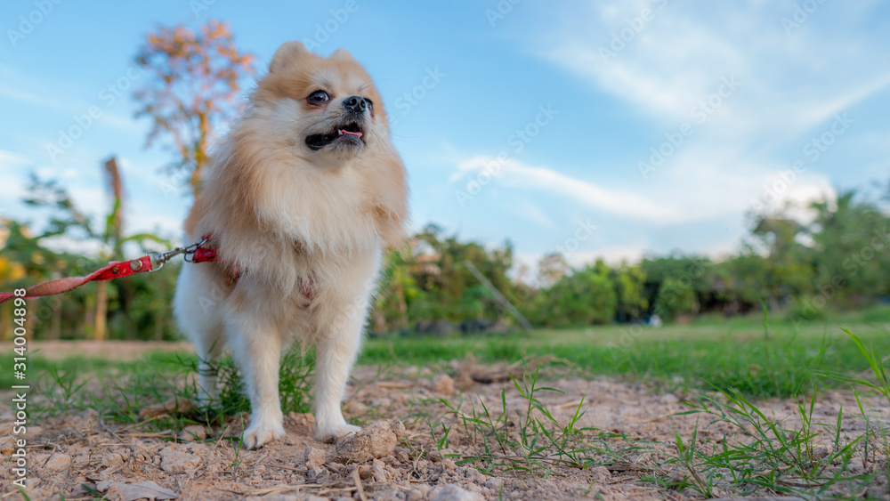 cute pomeranian dog relax on green grass, motion is happy time, select focus. cute pomeranian dog relax on green grass, motion is happy time, select focus.