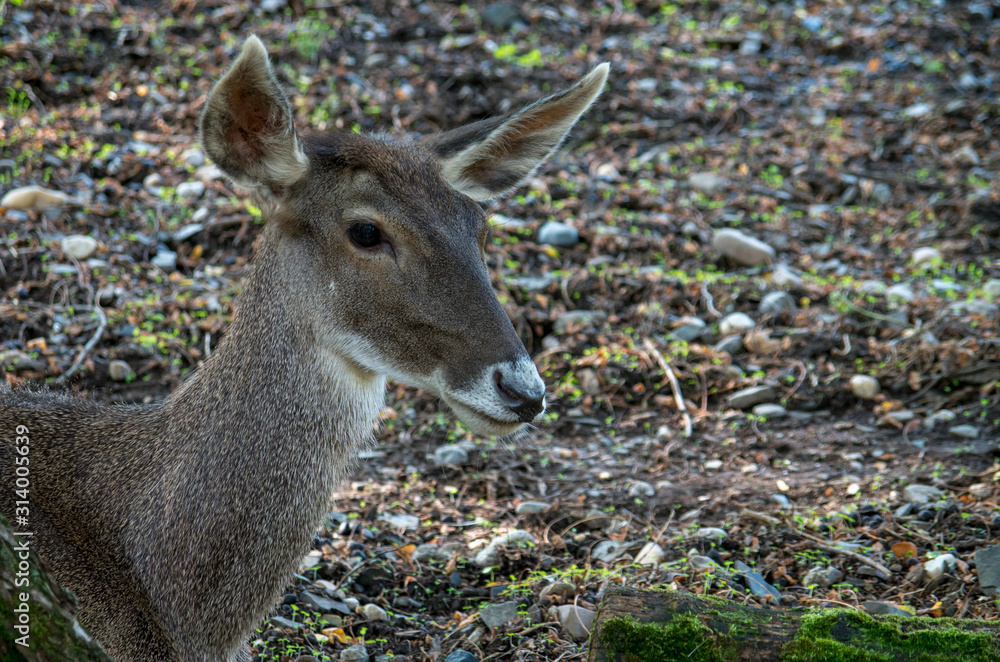 Fototapeta premium Thorold's deer (Cervus albirostris)