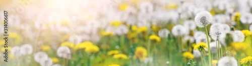 Panel kuchenny z motywem Green field with white and yellow dandelions outdoors in nature in summer