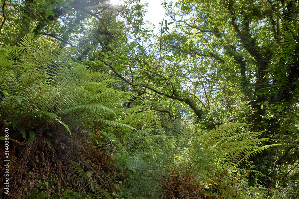 Obraz premium forest in the Montenegro with fern and old trees
