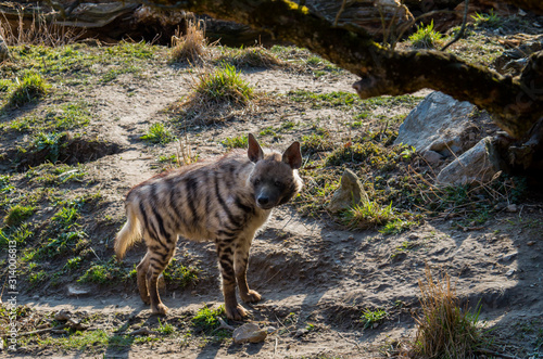 Striped hyena male