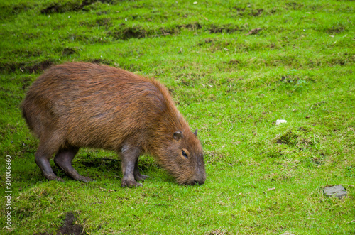 Female capybara feeding on grass