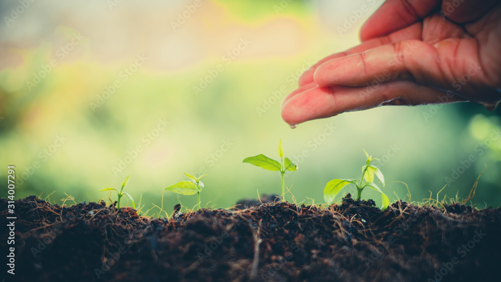Fototapeta premium Red bucket watering the plants over blurred green nature background.growing plant for save the earth concept.World environment day concept