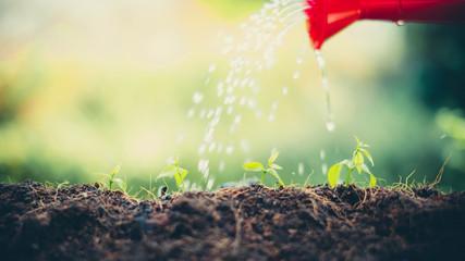 Red bucket watering the plants over blurred green nature background.growing plant for save the earth concept.World environment day concept