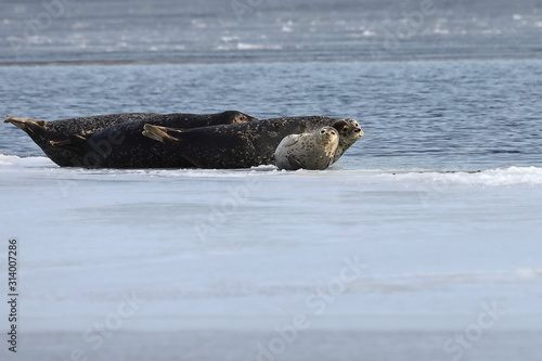 Seals (spotted seal, largha seal, Phoca largha) laying on sea ice floe in winter sunny day. Wild spotted seals sanctuary.