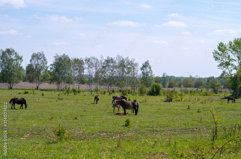 The Exmoor ponys near Milovice. A horse breed native to the British
