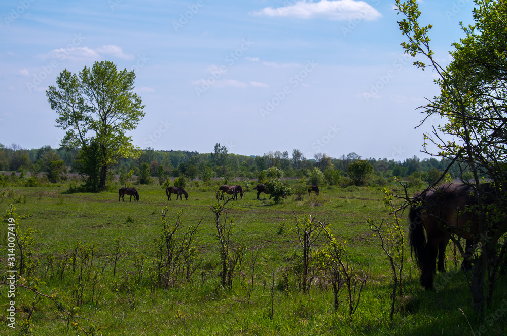 The Exmoor ponys near Milovice. A horse breed native to the British