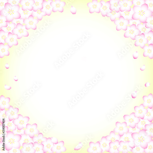 満開の桜と舞い散る花びらの背景（正方形）