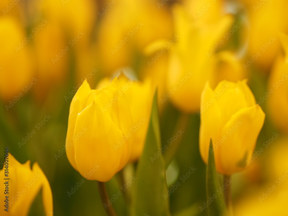 Yellow tulip flower booming beautiful in nature blurred of background Yellow tulip flower booming beautiful in nature blurred of background