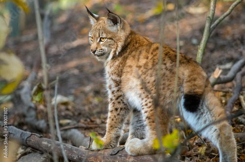 Northern lynx (Lynx lynx lynx) © Jan