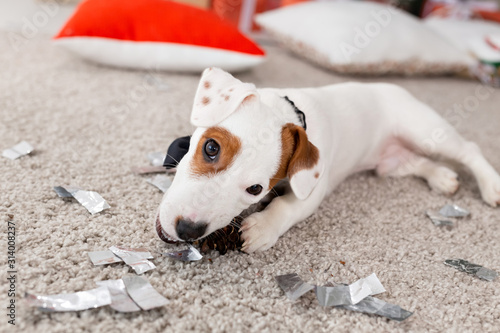 Foto Christmas and pet concept - Jack russell terrier puppy nibbles at a fir