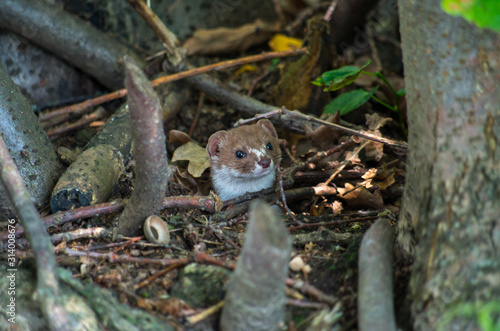 The least weasel (Mustela nivalis), common weasel, or simply weasel in the UK[2] and much of the world, is the smallest member of the genus Mustela, family Mustelidae and order Carnivora. photo