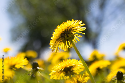 spring dandelions in the spring park