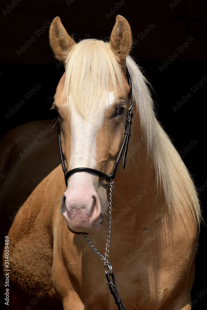 American Quarter Horse Hengst