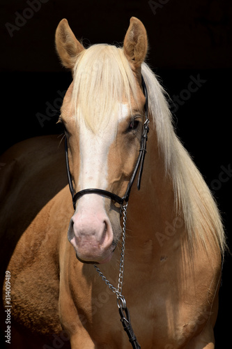 Obraz na płótnie American Quarter Horse Hengst w salonie