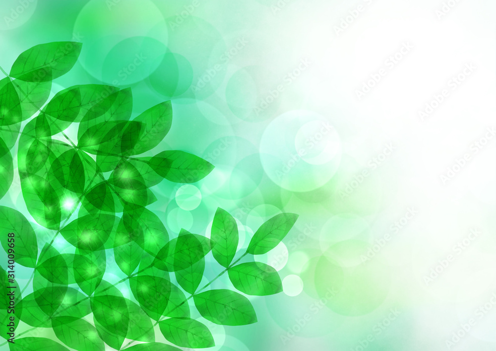 Fototapeta premium 木漏れ日 新緑 空