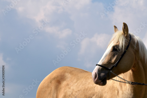 American Quarter Horse Hengst