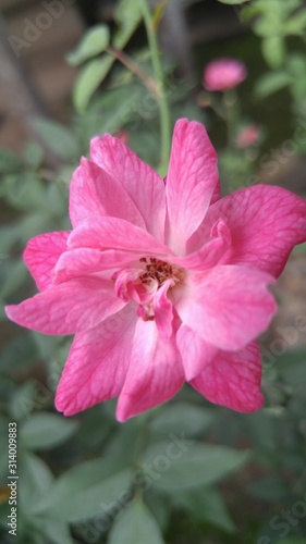 Beautiful China Rose Pink Photo in Garden