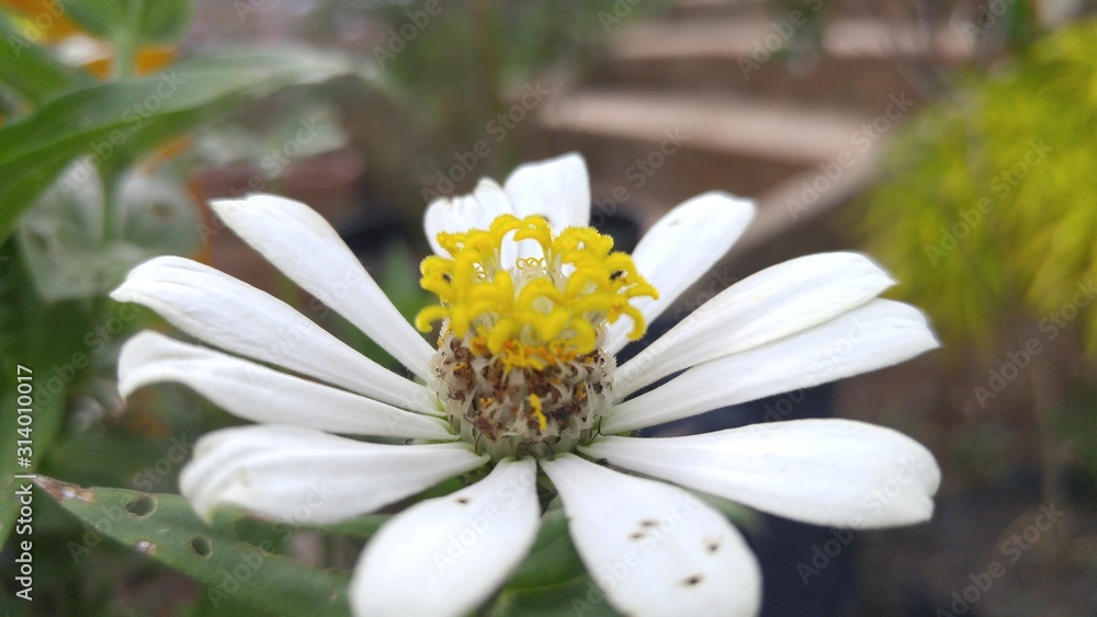 Obraz premium White Flower Photo Close up In Garden with Bokeh